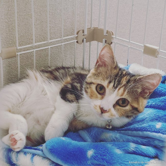 マンチカン【・女の子・2020年10月27日・キャリコ】