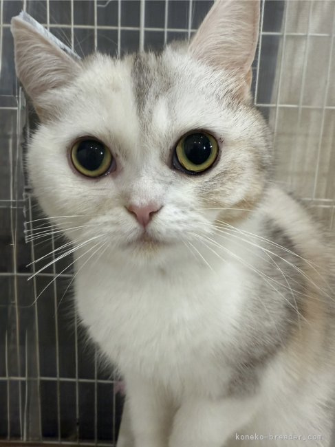 ミヌエット【・女の子・2024年5月7日・キャリコ】「ロワとくるみの娘です。サバサバ系女子ですが愛情たっぷりに子育てをします。」