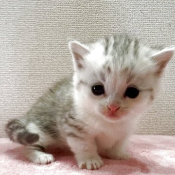 ミヌエット(短足)【千葉県・男の子・2025年12月5日・シルバーパッチドタビー&ホワイト（短毛）】の写真「短足のよちよち歩きがたまりません！」