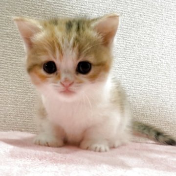 ミヌエット(短足)【千葉県・女の子・2025年10月15日・キャリコ（短毛(中毛)）】の写真「一人っ子のせいかのんびり屋さんです。」