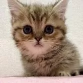 ミヌエット(短足)【千葉県・女の子・2024年12月11日・ブラウンタビー】の写真1