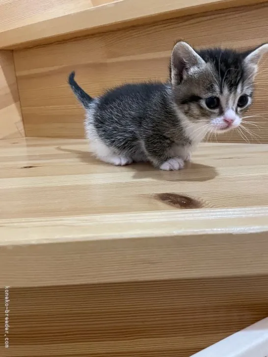 ID：2203-01154の子猫