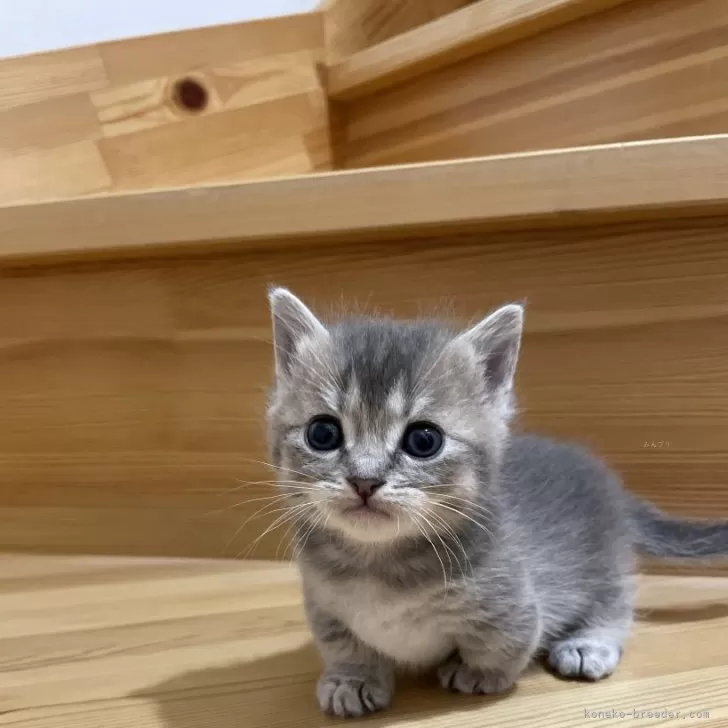 ID：2504-01359の子猫