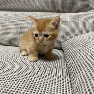 マンチカン(短足)【高知県・女の子・2025年4月5日・レッドタビー（ショート）】の写真「明るいカラーの女の子」