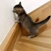 マンチカン(短足)【高知県・男の子・2025年3月23日・ブラウンティックドタビー】の写真3