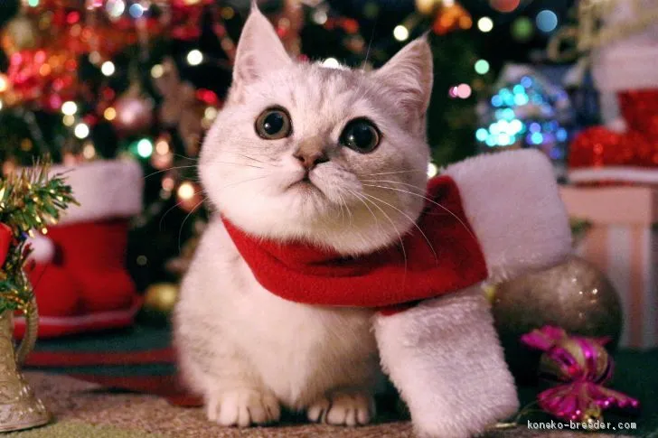 ID：1911-00979の子猫