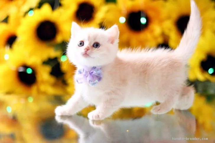 ID：2008-01011の子猫