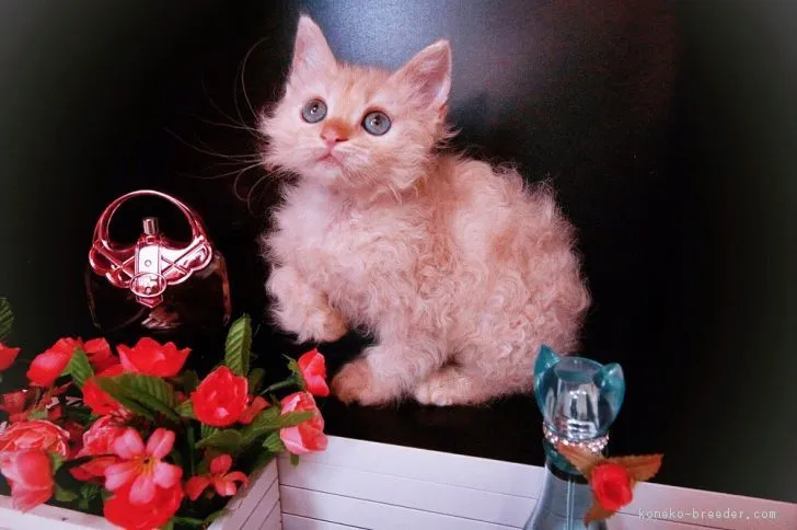 ID:1709-00578の子猫