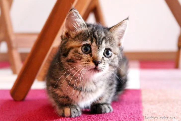 ID:1910-01649の子猫