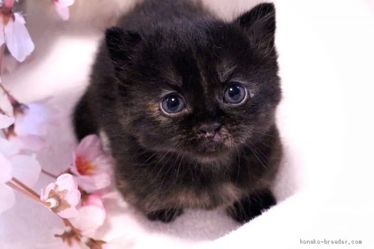 ID:1904-00825の子猫