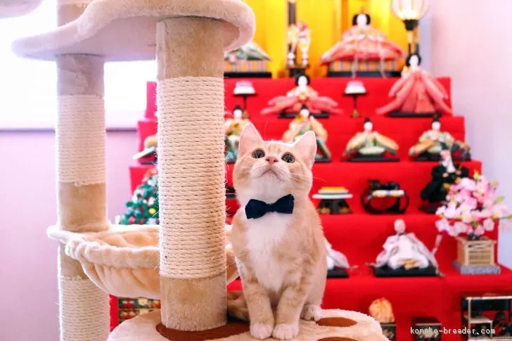 ID:2002-00689の子猫