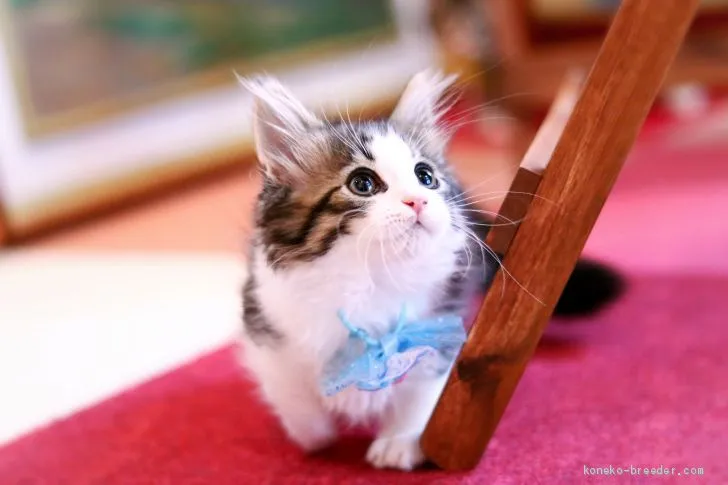 ID:2008-01089の子猫