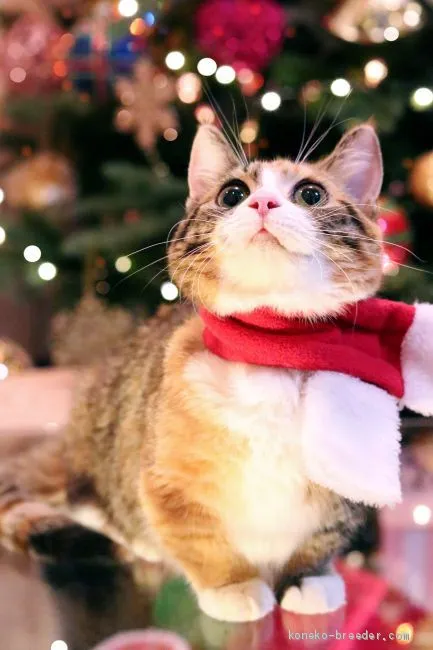 ID：1908-01145の子猫