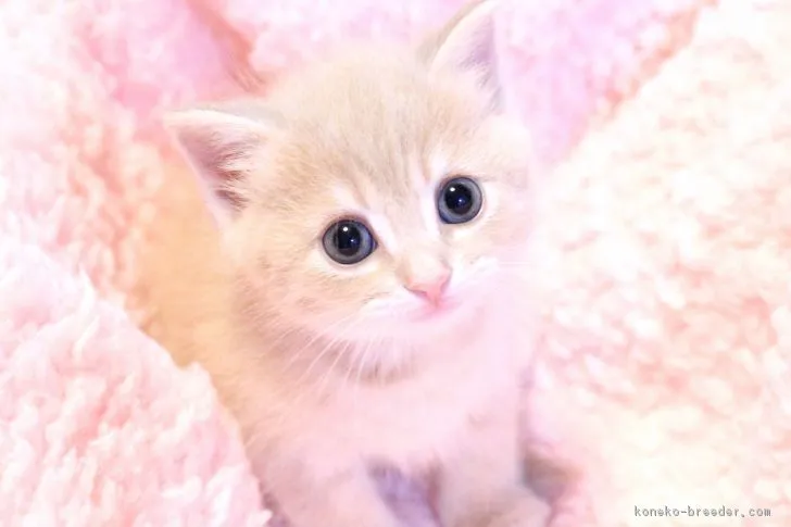 ID:1903-01558の子猫
