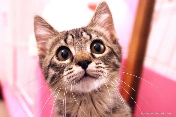 ID：1811-00422の子猫