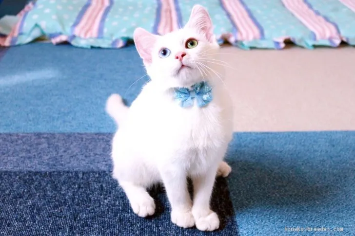 ID:1908-01041の子猫