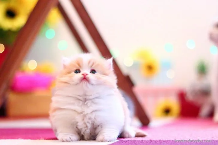 ID:2006-01796の子猫