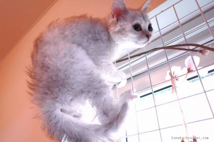 ID:1806-01421の子猫