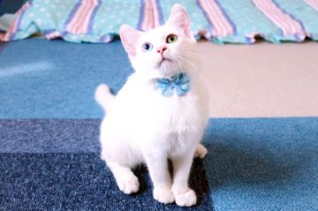 マンチカン(長足)【北海道・男の子・2019年5月20日・ホワイトソリッド】の写真「全身真っ白でオッドアイの美猫ちゃん」
