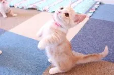 マンチカン(短足)【北海道・女の子・2019年4月9日・カメオタビー&ホワイト】の写真1