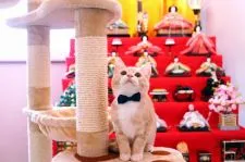 マンチカン(長足)【北海道・男の子・2019年12月2日・クリームマッカレルタビー&ホワイト】の写真1