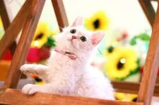 ラパーマ【北海道・男の子・2020年3月13日・クリームカメオ】の写真2