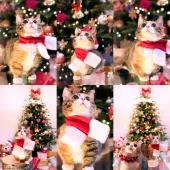 マンチカン(短足)【北海道・女の子・2019年4月27日・ブラウンパッチドタビー&ホワイト】の写真2「10月19日撮影」