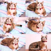 マンチカン(短足)【北海道・女の子・2019年4月27日・ブラウンパッチドタビー&ホワイト】の写真3