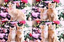 マンチカン(長足)【北海道・男の子・2019年12月2日・クリームマッカレルタビー&ホワイト】の写真5