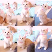 マンチカン(短足)【北海道・女の子・2019年4月9日・カメオタビー&ホワイト】の写真5