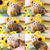 マンチカン(短足)【北海道・女の子・2019年4月27日・ブラウンパッチドタビー&ホワイト】の写真5