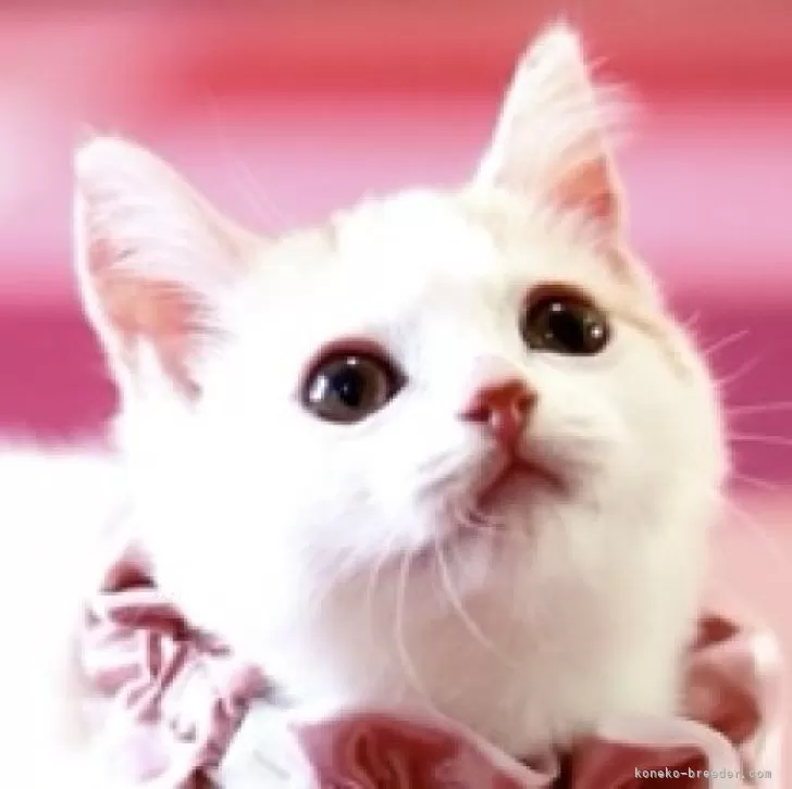 ID:2504-01441の子猫