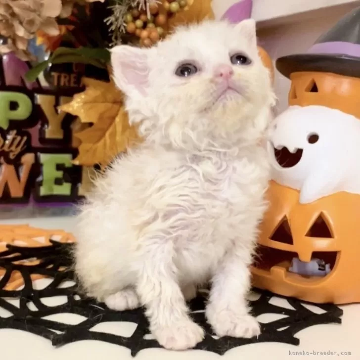 ラムキン×セルカークレックス【北海道・女の子・2025年9月23日・シルバーパッチドタビー&amp;ホワイト(三毛)】の写真1