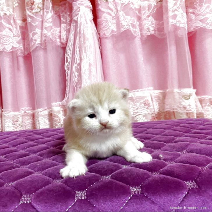 ブリーダー画像