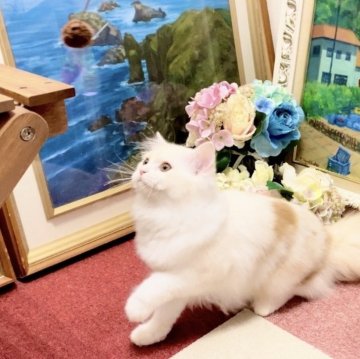 マンチカン×スコティッシュ【北海道・女の子・2025年6月10日・シェルカメオ&ホワイト】の写真「　」