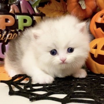 マンチカン×スコティッシュフォールド【北海道・女の子・2025年10月9日・シルバーパッチドタビー&ホワイト】の写真「　」