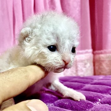 ラムキン×セルカークレックス【北海道・女の子・2025年9月23日・カメオ】の写真「　」