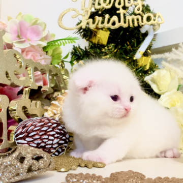 マンチカン×スコティッシュフォールド【北海道・女の子・2025年10月9日・ホワイトソリッド】の写真「⭐︎真っ白⭐︎」