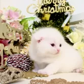 スコティッシュフォールド(折れ耳)【北海道・女の子・2025年10月9日・ホワイトソリッド】の写真1