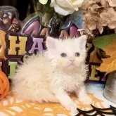 ラムキン×セルカークレックス