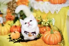 “短足”マンチカン×スコティッシュ【北海道・男の子・2025年6月10日・ホワイト】の写真3