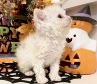 ラムキン×セルカークレックス【北海道・女の子・2025年9月23日・シルバーパッチドタビー&ホワイト(三毛)】の写真4