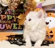 ラムキン×セルカークレックス【北海道・女の子・2025年9月23日・シルバーパッチドタビー&ホワイト(三毛)】の写真5