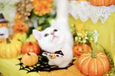 “短足”マンチカン×スコティッシュ【北海道・男の子・2025年6月10日・ホワイト】の写真6