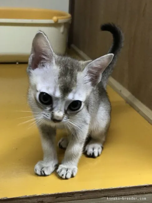 ID：1807-00677の子猫