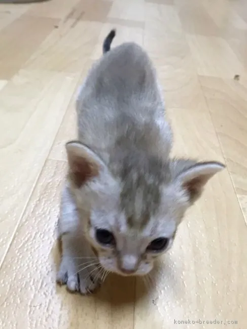 ID:1611-00364の子猫