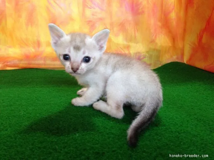 ID:1507-00194の子猫