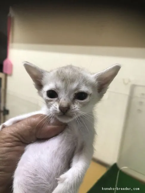 ID：1711-00295の子猫