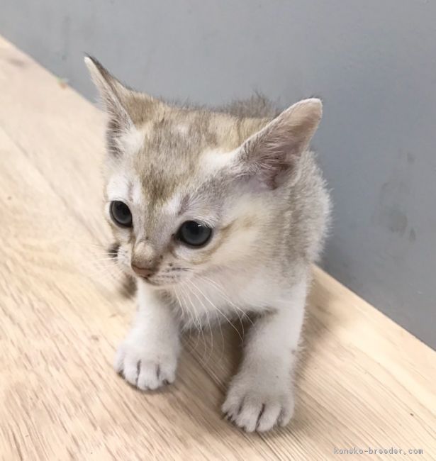 ID:1612-00638の子猫