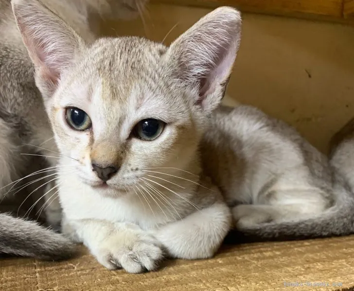 ID：1910-01270の子猫